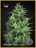 Llimonet Haze Ultra CBD Feminised Seeds