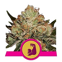 HulkBerry Feminised Seeds