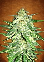 Lemon AK Auto Feminised Seeds