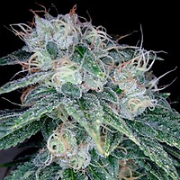 Sour Diesel Feminised Seeds