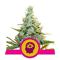 AMG (Amnesia Mac Ganja) Feminised Seeds