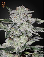 Sweet Valley Kush Feminised Seeds