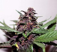 Swiss Dream Rose CBD Auto Feminised Seeds