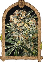 Hippie Therapy CBD Feminised Seeds