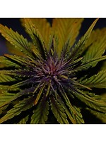 Dark Rose CBD Auto Feminised Seeds