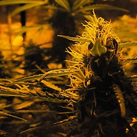 Lowryder Auto Feminised Seeds