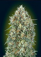 Gelato #33 Auto Feminised Seeds