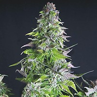 Romulan Feminised Seeds