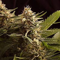 Colombian Jack Feminised Seeds