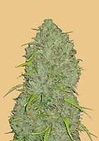 Original Jack Herer Auto Feminised Seeds