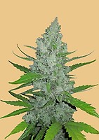Original Sour Diesel Auto Feminised Seeds