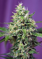Sweet Amnesia Haze XL Auto Feminised Seeds