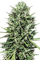 Morocco Beldia Kif Regular Seeds