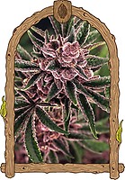 Tropical Fuel Feminised Seeds