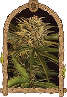 Dr. Greenman Pure CBD Feminised Seeds