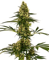 Blue Bullet Auto Feminised Seeds