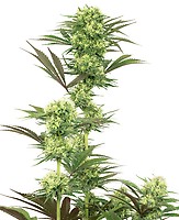 Guava Jelly Feminised Seeds