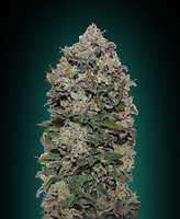 Northern Lights Feminised Seeds