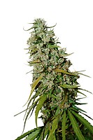 Kees' Old School Haze Regular Seeds