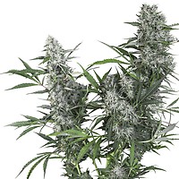 Creeper Regular Seeds
