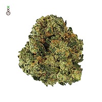 Grapefruit Superstar Feminised Seeds