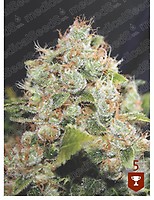 BCN Sour Diesel Feminised Seeds