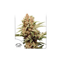 CBG-Force Feminised Seeds