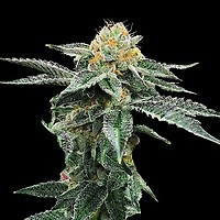 Kosher Cookies Feminised Seeds
