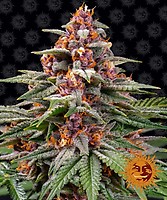 Runtz Auto Feminised Seeds