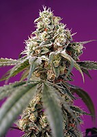 Bruce Banner Auto Feminised Seeds
