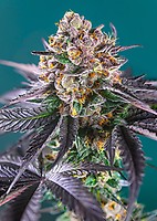 Red Strawberry Banana Auto Feminised Seeds