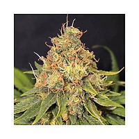 Only CBD Feminised Seeds