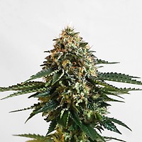 Kannabia THCV Feminised Seeds
