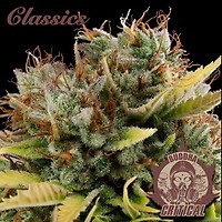 Buddha Classics Critical Feminised Seeds