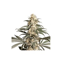 Black Lebanon Feminised Seeds