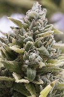 OG Kush Auto Feminised Seeds