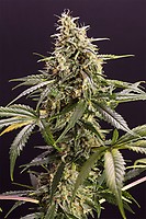Chem-Bomb Auto Feminised Seeds