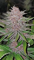 Forbidden Widow Feminised Seeds