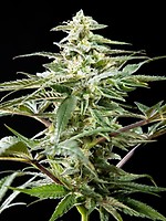 Rich Candy CBD Feminised Seeds