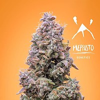 Mango Smile Auto Feminised Seeds