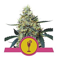 Mimosa Feminised Seeds