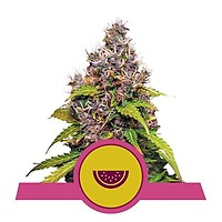 Watermelon Feminised Seeds