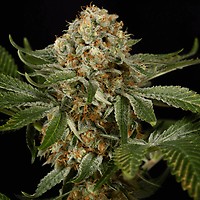 OG Kush Feminised Seeds