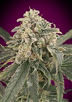 Amnesia XXL Auto Feminised Seeds