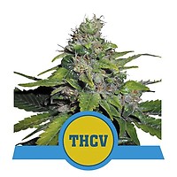 Royal THCV Feminised Seeds