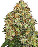 Sweet Tangerine Tango Auto Feminised Seeds