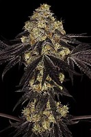 Sunset Paradise Feminised Seeds