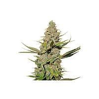 Karel's Cookies Regular Seeds