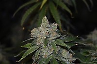 Gorilla Glue Auto Feminised Seeds