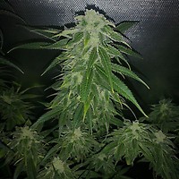 Pure CBG Feminised Seeds